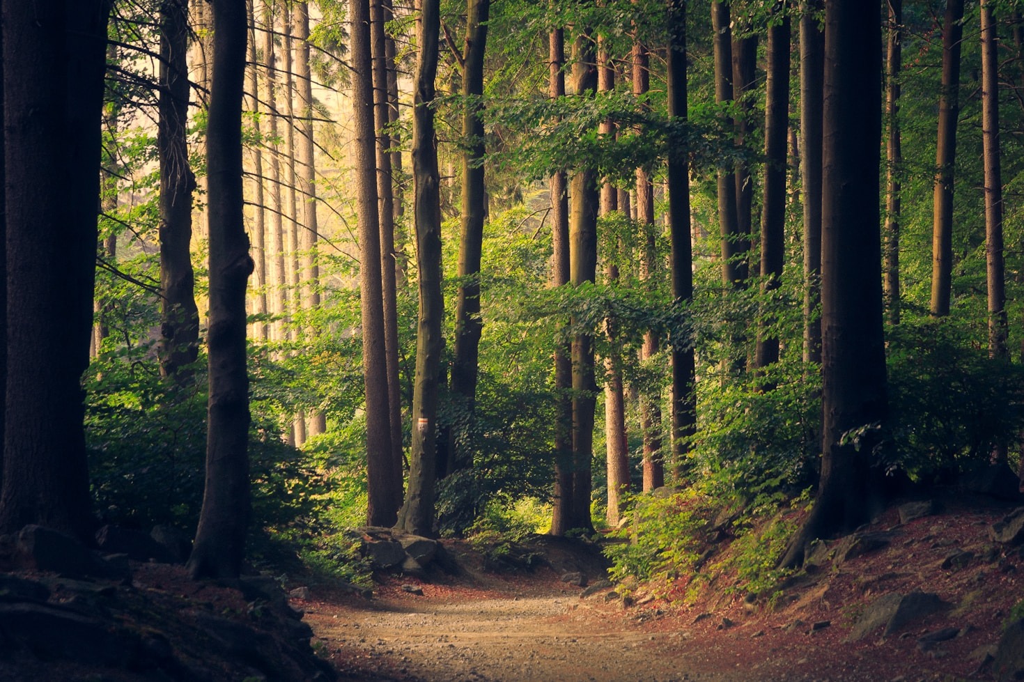 Come il Centro Nazionale guida la ricostruzione ecologica
